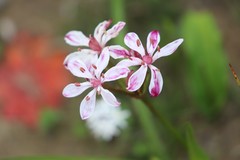 Burchardia multiflora
