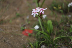 Burchardia multiflora