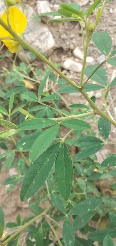 Crotalaria micans