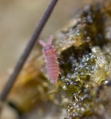 Brachystomellidae