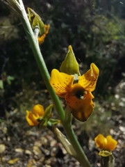 Chloraea galeata