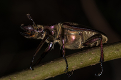 Sphaenognathus giganteus