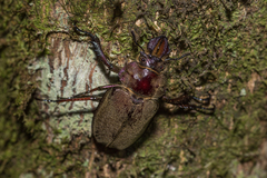 Sphaenognathus giganteus