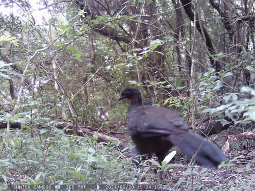 Dusky-legged Guan