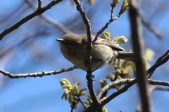 Setophaga pinus pinus