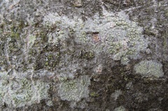 Lecanora confusa