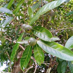 Ixoroideae