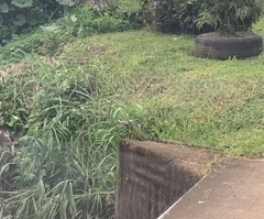 Iguana iguana
