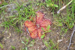 Drosera bulbosa