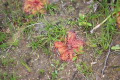 Drosera bulbosa