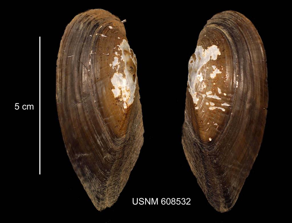 Ligumia subrostrata (Freshwater Mussels of the Midwest) · iNaturalist