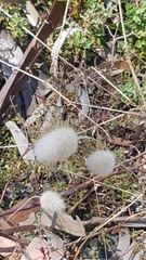Lagurus ovatus