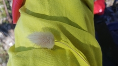 Lagurus ovatus