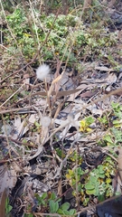 Lagurus ovatus