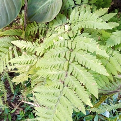 Macrothelypteris