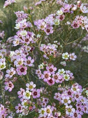 Chamelaucium