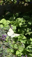 Pieris rapae