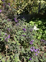 Pieris rapae