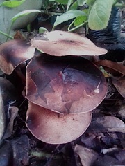 Amanita brunneolocularis