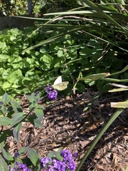 Pieris rapae