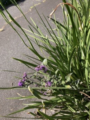 Pieris rapae