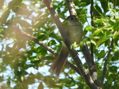 Phacellodomus sibilatrix