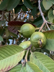Psidium