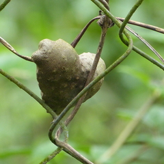 Magnoliopsida