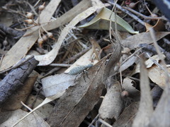 Epicauta minutepunctata