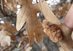 Andricus tubifaciens