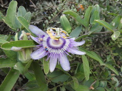 Passiflora mooreana