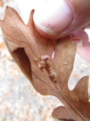 Andricus tubifaciens