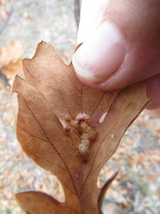 Andricus tubifaciens