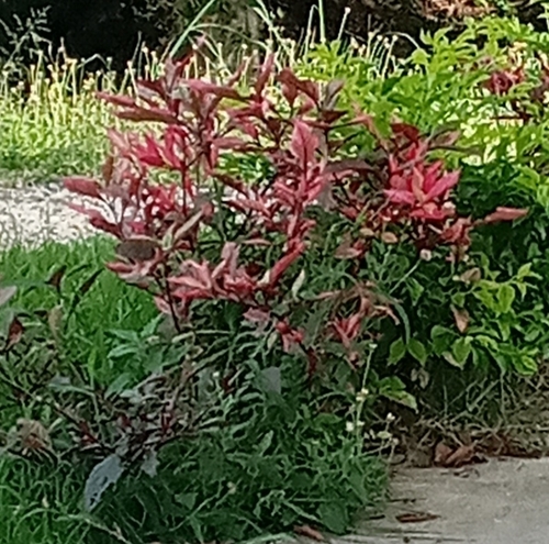 Alternanthera brasiliana image