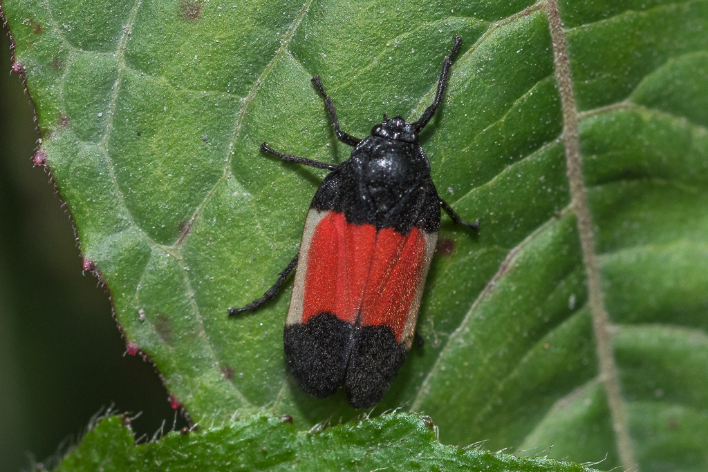 Sphenorhina pseudoboliviana