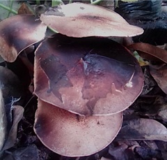 Amanita brunneolocularis