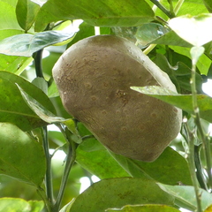 Magnoliopsida