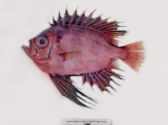 Cookeolus japonicus