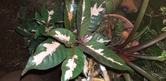 Graptophyllum