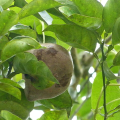 Magnoliopsida