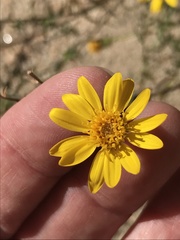 Heterotheca cinerascens