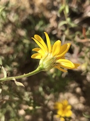 Heterotheca cinerascens