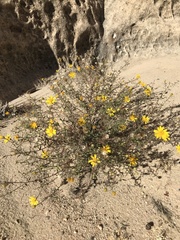 Heterotheca cinerascens