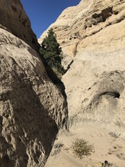 Heterotheca cinerascens