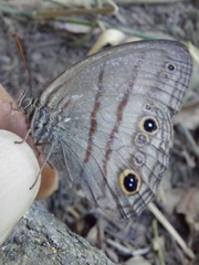 Megeuptychia antonoe