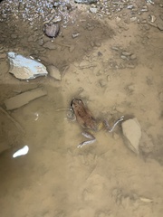 Litoria rubella