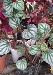 Peperomia argyreia
