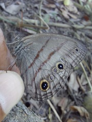 Megeuptychia antonoe