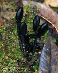 Geoglossum nigritum