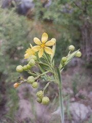 Sisyrinchium palmifolium